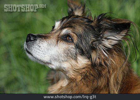 
                Hund, Tierporträt                   
