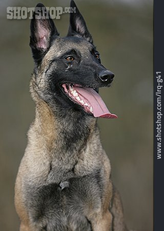 
                Hund, Hecheln, Belgischer Schäferhund                   