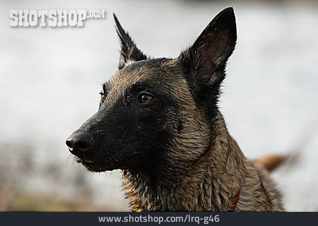 
                Hund, Belgischer Schäferhund                   