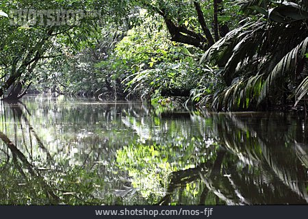 
                Dschungel, Fluss, Vegetation                   