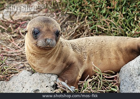 
                Robbe, Seelöwe, Galapagos-seelöwe                   