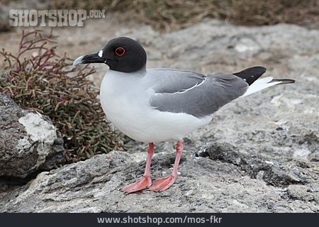 
                Seagull, Swallow Tailed Gull                   