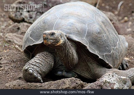 
                Schildkröte, Landschildkröte, Riesenschildkröte, Galápagos-riesenschildkröte                   