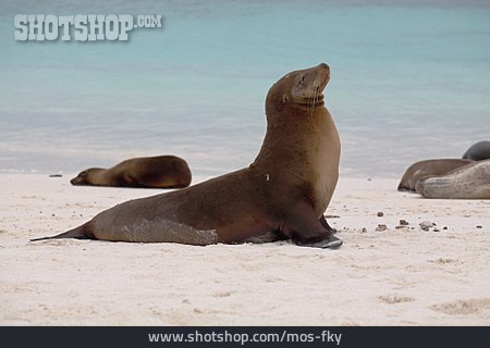 
                Robbe, Seelöwe, Galapagos-seelöwe                   