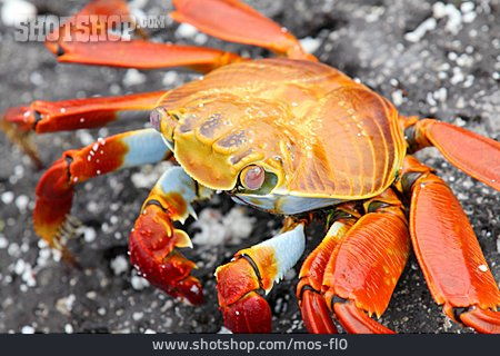
                Krabbe, Krebs, Rote Klippenkrabbe                   