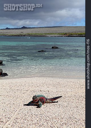 
                Echse, Galapagos, Meerechse                   