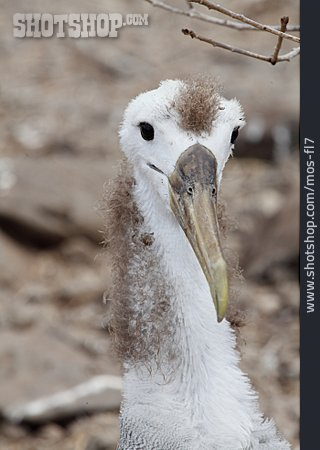 
                Galapagosalbatros, Albatros                   