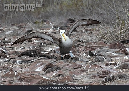 
                Galapagosalbatros, Albatros                   