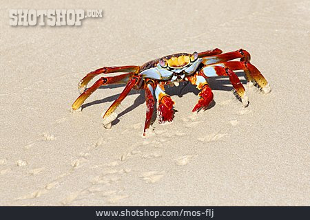 
                Krabbe, Krebs, Rote Klippenkrabbe                   