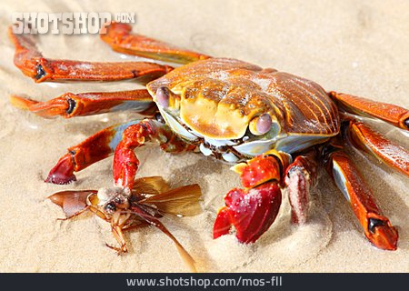 
                Krabbe, Krebs, Beute, Rote Klippenkrabbe                   