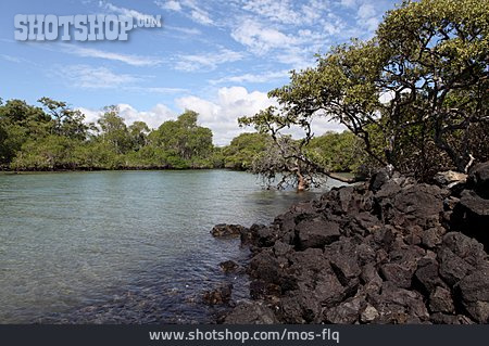 
                Galapagos, Mangroven                   