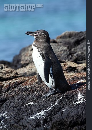 
                Pinguin, Brillenpinguin, Galapagos-pinguin                   