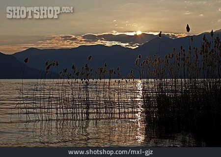 
                Sonnenuntergang, Lago Maggiore, Schilfgras                   