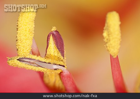 
                Blütenstempel, Staubblätter, Amaryllisblüte                   