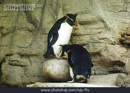 
                Pinguin, Felsenpinguin                   