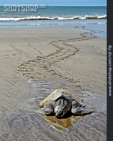
                Strand, Atlantik-bastardschildkröte                   