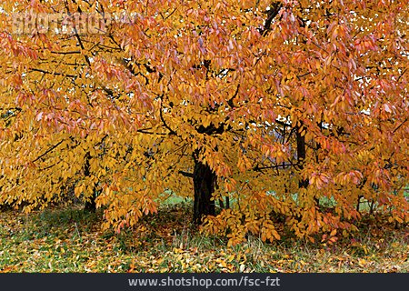 
                Kirschbaum, Herbstlich                   