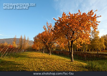 
                Herbst, Kirschbaum                   