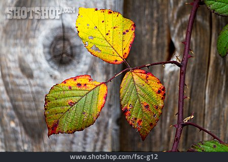 
                Blackberry Leaf, Autumn, Impermanence                   