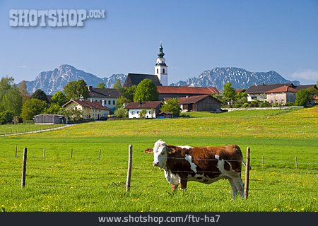 
                Weide, Berchtesgadener Land, Weildorf                   