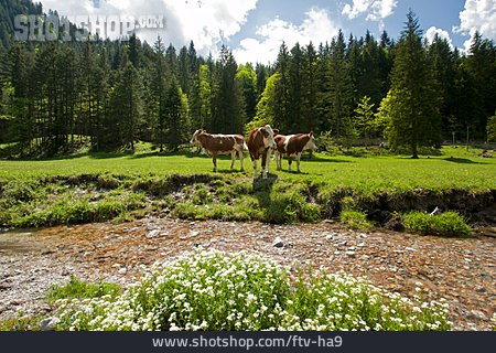 
                Cow, Pasture                   