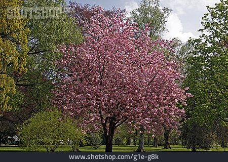 
                Baumblüte, Kirschbaumblüte                   