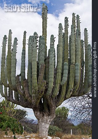 
                Kaktus, Riesenkaktus                   