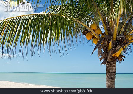 
                Kokospalme, Golf Von Mexiko                   