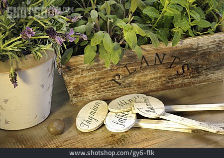 
                Lavendel, Küchenkräuter, Kräutergarten                   