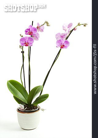 
                Orchidee, Phalaenopsis                   