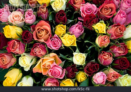 
                Rose, Blumenstrauß, Rosenblüte                   