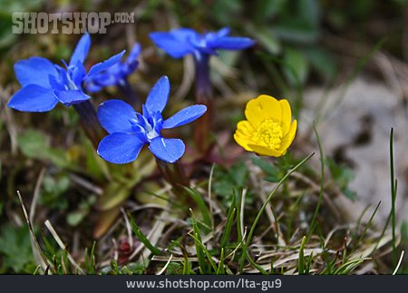 
                Alpenblume, Enzian, Frühlings-enzian                   