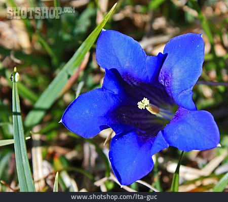 
                Alpenblume, Enzian, Enzianblüte                   