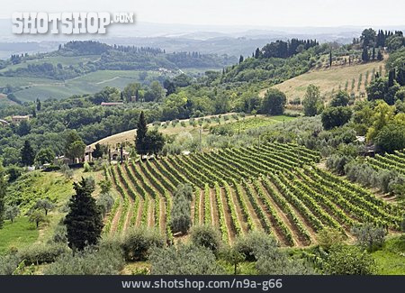 
                Weinanbaugebiet, Chianti                   