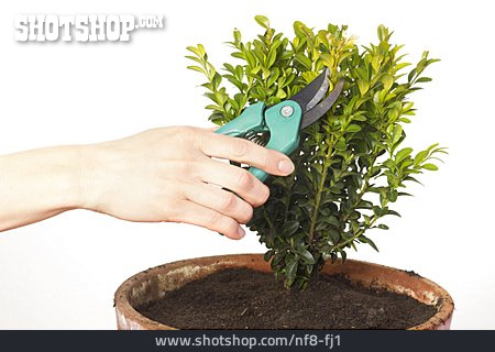 
                Stutzen, Gartenpflege, Buchsbaum                   