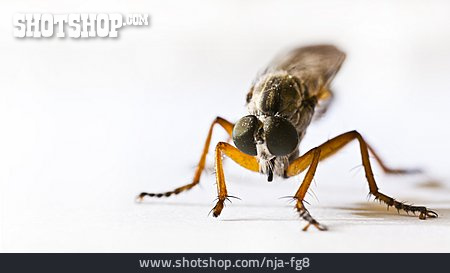 
                Insekt, Fliege                   