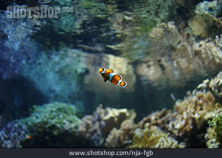 
                Anemonenfisch, Clownfisch                   