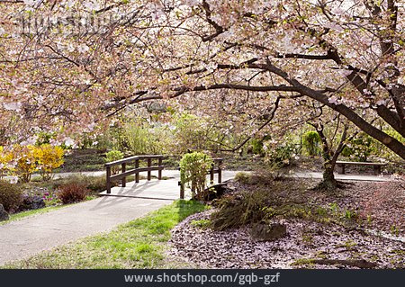 
                Kirschbaum, Japanische Zierkirsche, Japanischer Garten                   
