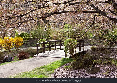 
                Kirschbaum, Japanische Zierkirsche, Japanischer Garten                   