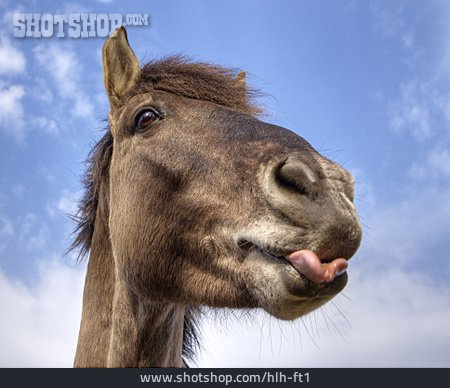 
                Humor & Bizarre, Horse, Sticking Out Tongue                   