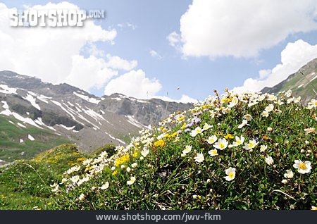 
                Alpenblumen, Engstligenalp                   