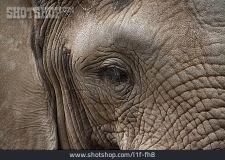 
                Elefant, Elefantenkopf                   