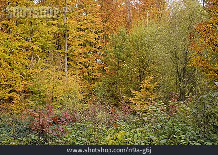 
                Herbst, Herbstwald, Herbstfärbung                   