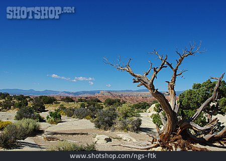 
                Utah, San Rafael Swell                   