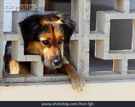 
                Neugier & Erwartung, Hund, Tierporträt                   