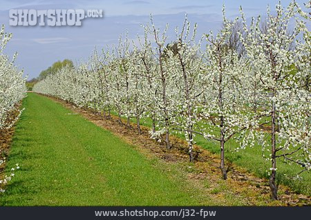 
                Birnbaum, Birnenblüte, Obstplantage                   