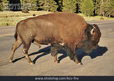 
                Bison, Büffel                   