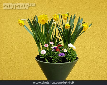 
                Frühlingsblume, Blumenkübel, Frühlingsdekoration                   
