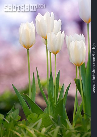 
                Tulpe, Frühlingserwachen                   