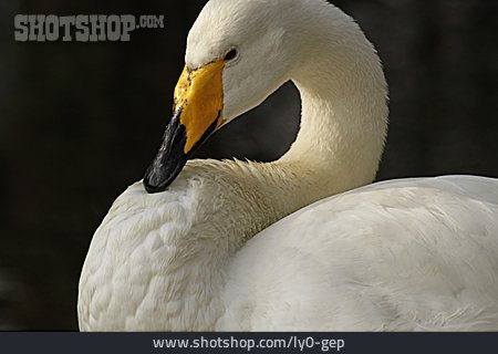 
                Tundra Swan                   
